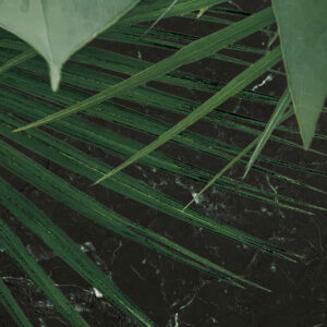 Novel Monstera