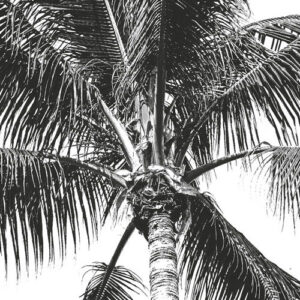 Retro Palm
