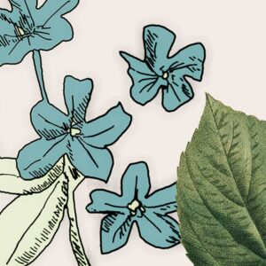 Les Quatre Saisons