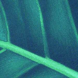 Foliage