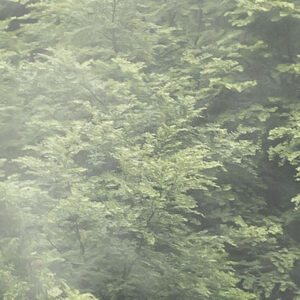 Forest Land