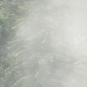 Forest Land