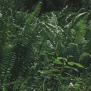 Hall of Mosses