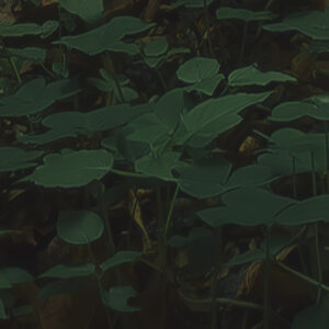 Hall of Mosses