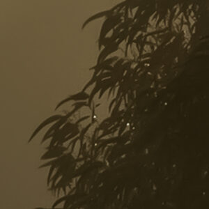 Foggy Sunshine