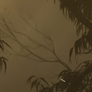 Foggy Sunshine