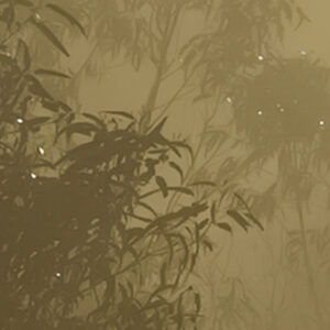 Foggy Sunshine