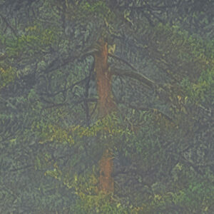 Mystical Firs