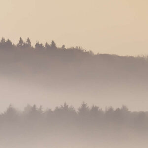 Misty Morning