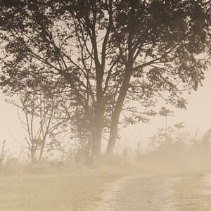 Misty Morning