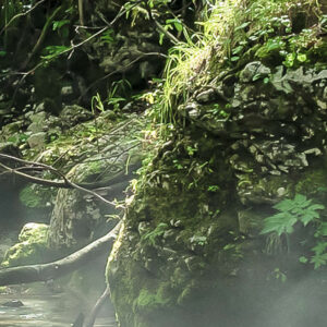 Tranquil Pool