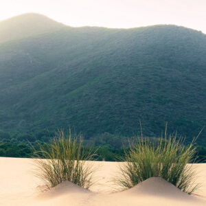Vivid Dunes