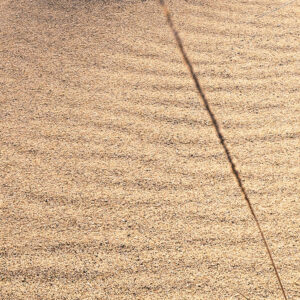 Vivid Dunes