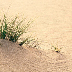 Vivid Dunes