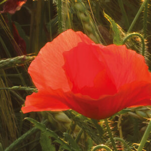Poppy World I