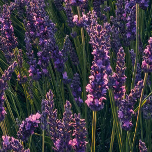 Lavender Dream