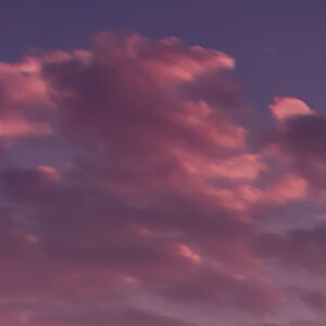 Lavender Dream
