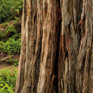 Redwood Trail