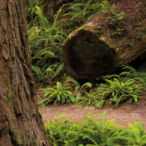 Redwood Trail