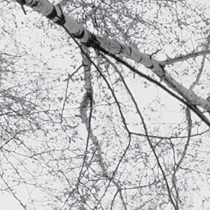 Weiss-Blau