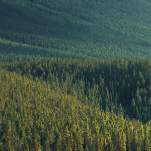 Wild Canada