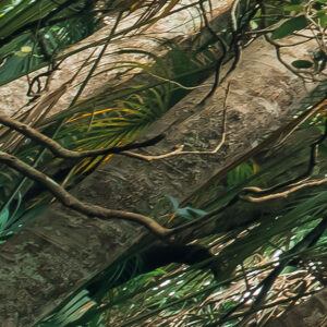 Touch the Jungle