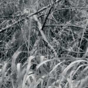 Woods