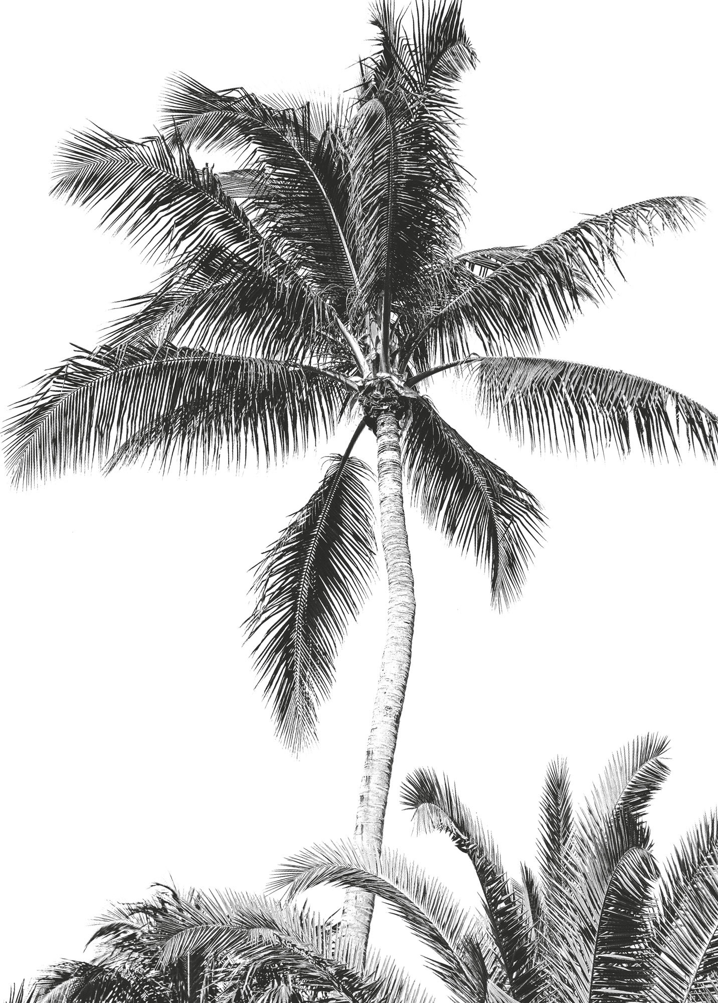 Retro Palm