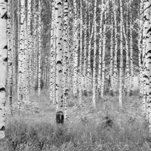 Woods