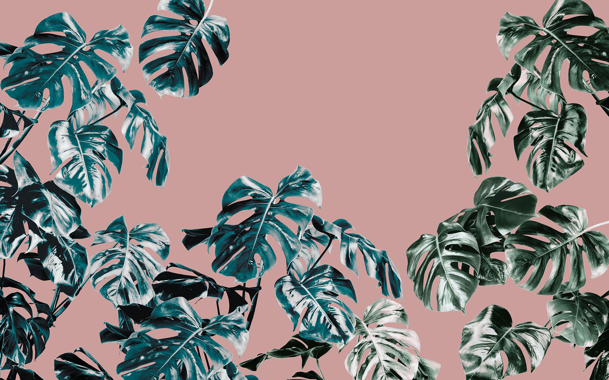 Monstera Rose