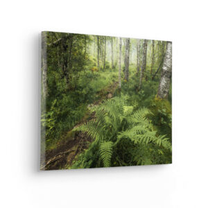 Mystic Birch Grove