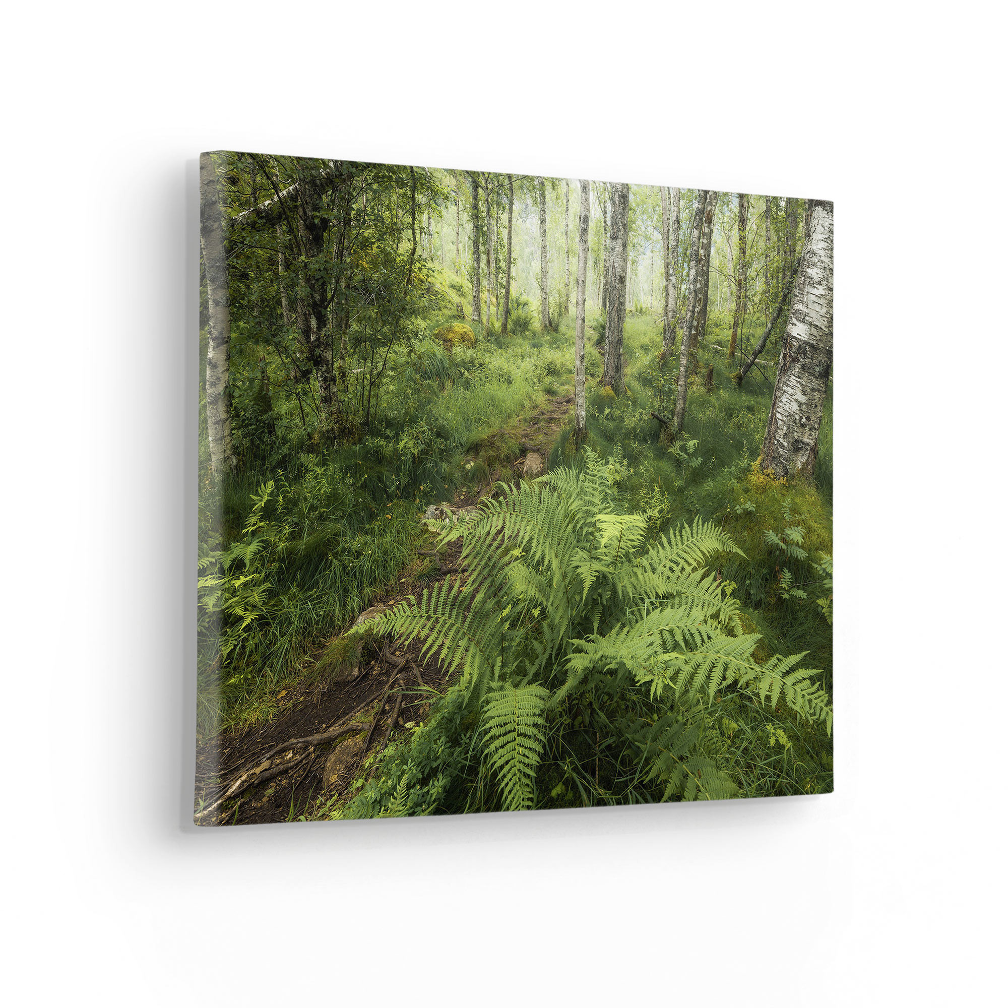 Mystic Birch Grove