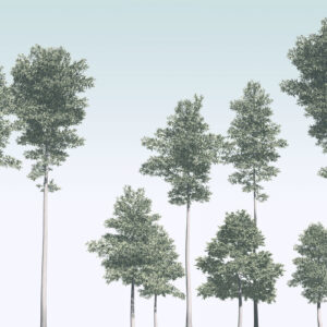 Pines