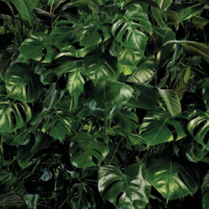 Tropical Wall