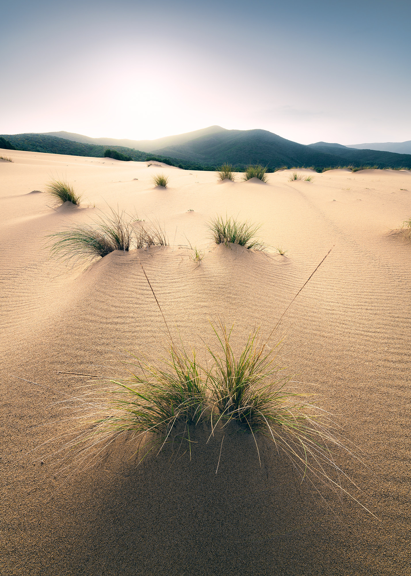 Vivid Dunes