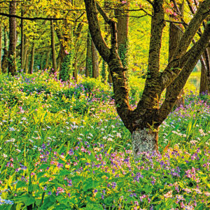 Spring Lake