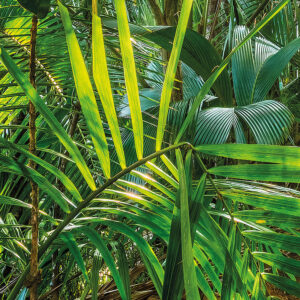 Jungle Trail