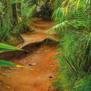 Jungle Trail