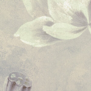 Water Lily
