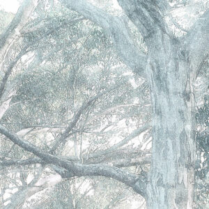 Magic Trees