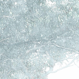Magic Trees