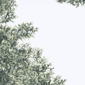 Pines