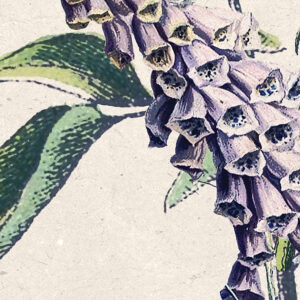 Flowering Herbs