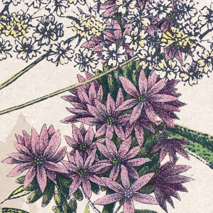 Flowering Herbs