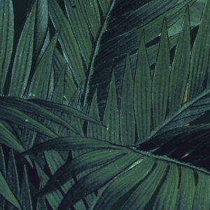Jungle Night