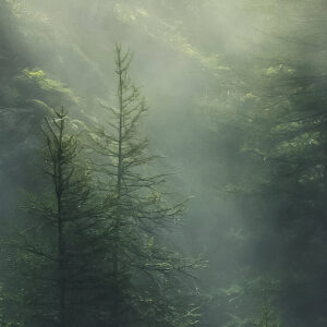 Misty Crowns