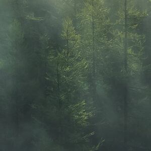 Misty Crowns