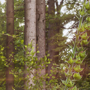 Summer Glade